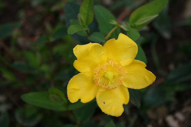 Hypericum . It has lovely softness and very fine details captured!