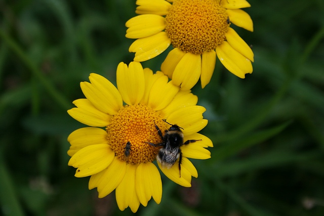 The desert marigold will produce mounds of striking yellow blooms from April to October. It flowers more consistently with deadheading