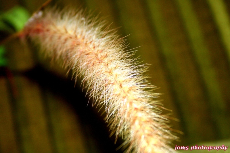 COGON FLOWER.JPG