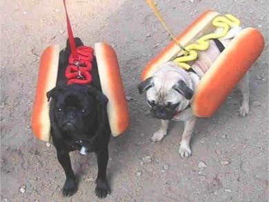 dog11.jpg