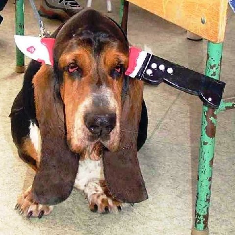 dog9.jpg